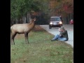 Questo fotografo  stato per lungo tempo sotto attacco da un cervo! guardate come mantiene la calma