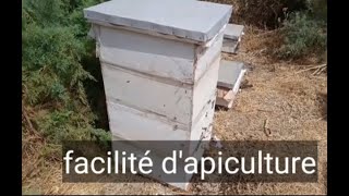 facilité d'apiculture     المرحلة الثالثة تغيير مكان الحاجز الملكي واضافت عاسلة قبل الجني في شهر غشت