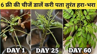 सूखा करीपता 2 दिनों मे जंगल सा घना , बरसात के पहले ये काम जरूर करें | How to Save Drying CurryLeaf