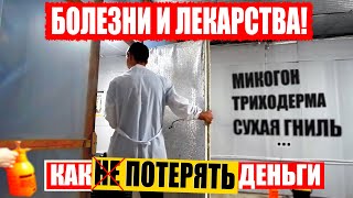 Болезни шампиньонов, как лечить? Выращивание шампиньонов. Микогон, триходерма, дактилиум. Препараты.