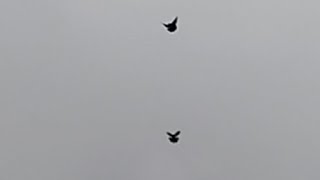 Мои николаевские голуби 🕊️ (атака сокола🦅)