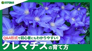 53 クレマチスの育て方 上手に花を咲かせるには 植えつけの注意や 水やり 肥料の与え方などもご紹介 Plantiaq A 植物の情報 育て方をq A形式でご紹介 Youtube