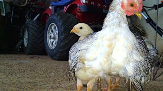 A GALINHA GARNISÉ E OS FILHOTES DE GALINHA BALÃO, #alexandre #farm #fazenda