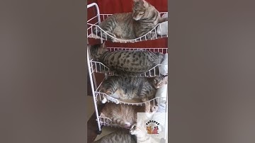 Pets-p23 #pets #kienthucnuoipet #shorts