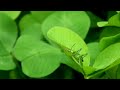 Green grasshopper katydid daily routine insects behavior  wildlife episode  diversity of nature