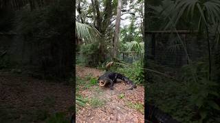 Download Lagu Gator chase!! #Gator #Alligator #Animals #Reptile MP3 Download Lagu Gator chase!! #Gator #Alligator #Animals #Reptile MP3