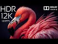 12k HDR 120FPS | REAL DETAIL | Dolby Vision