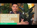 Cuidados y reproducción de Ficus elastica