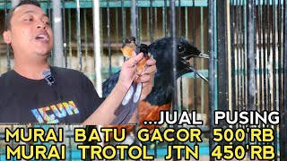 SEMURAH INI HARGA MURAI BATU.. APA GAK RUGI  !? SIMAK PENJELASANNYA