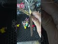 Immediately compare your sharpened shears to the edges on a new scissor
