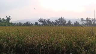 Membuka Cakrawala Alam | Suara Sawah Menenangkan 33 Menit | Healing Nature 4K