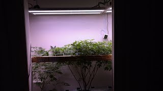 4 PLANT CLOSET GROW USING ORGANIC FERTILIZER