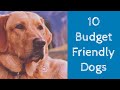 Top 10 Cheapest Dog Breeds In India [2020 Updated]