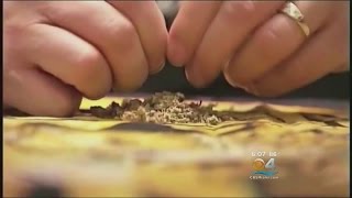 Celebrity Proposed Pot Possession Change Clears 1st Hurdle In Broward Profile