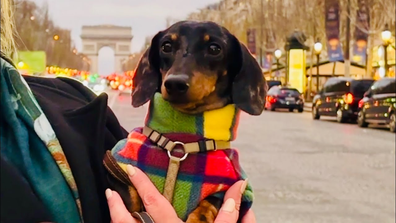 MINI DACHSHUND PLAYS TOURIST IN PARIS 🇫🇷 - YouTube