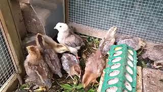 15 day  old chicks (Welsummer and Cream Legbar) - now outside