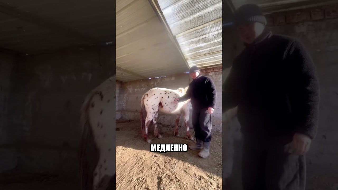 Секретный прием ОПЫТНЫХ ДАГЕСТАНЦЕВ🤔🔥🐎