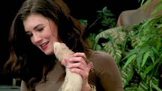 Learn About Ferrets As Pets