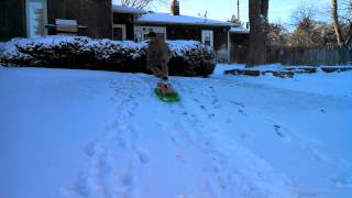 Santa Cat goes sledding