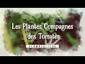 Les plantes compagnes des tomates - 🍅 les associations de cultures🍅