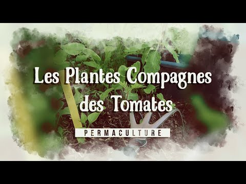 Vidéo: Dois-je planter des soucis avec des tomates ?