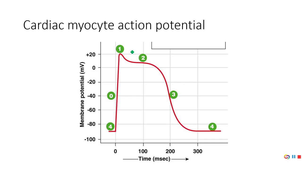 PE 220 - Lecture 4-2-1 - Physiology of cardiac muscle contraction - YouTube