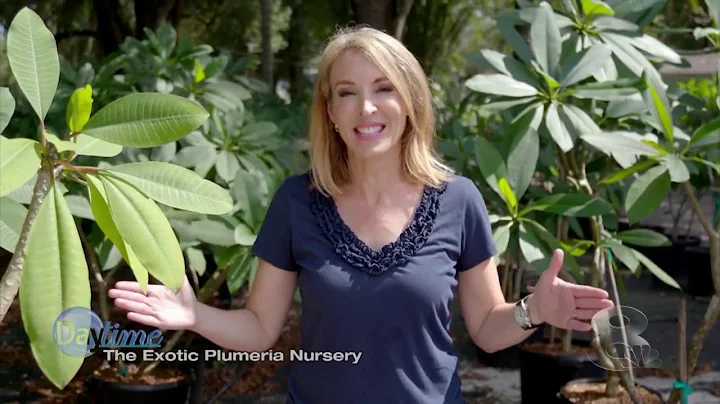 Cyndi Edwards visits Exotic Plumaria and Alan Bunch