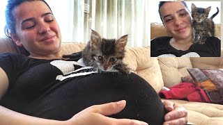 The most healing medicine on earth is love. Pregnant woman treats sick kitten with her belly.