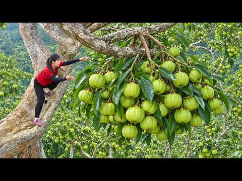 Harvesting Garcinia Cowa Fruit in Rain Forest Go To Market Sell !!! | Susan Daily Life