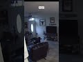 Dog broke the wall #funny #dogfail #shorts