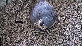 RAW: Peregrine falcons in the WPS and We Energies' nesting box