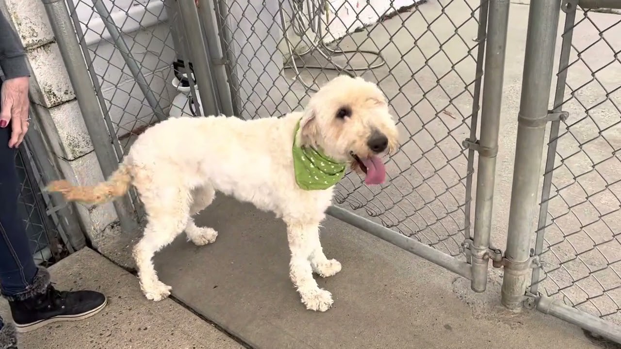 Willow has friends❤️. Posh Pets, Long Beach, NY