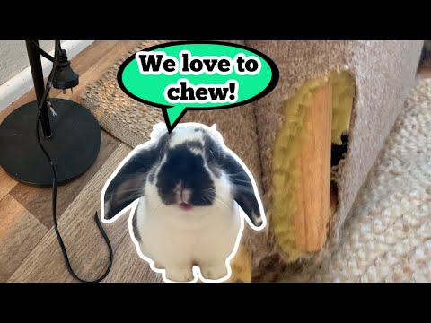 Video: How To Wean A Rabbit From Gnawing Wallpaper