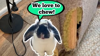 HOW TO STOP YOUR BUNNIES FROM CHEWING | The Rabbit Sanctuary