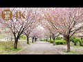 ４K 花見 Cherry blossom viewing 日本景色 桜 さくら 東京 公園 Japanese scenery Sakura Tokyo Japanese park