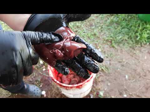 meat rabbit processing part 2