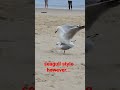#doggy style is for amateurs.. #seagull style is for the pros. #funny #animals