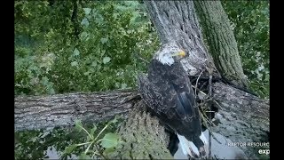Decorah Eagles ~ Sub Adult Begins To Build Mom A \\
