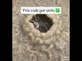 How crabs make their home- crab digging a hole
