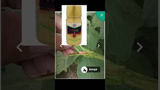 shot brinjal bayer fame insecticides