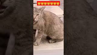 Aww My Cat Meowing #shorts #youtubeshorts #cat #catlover #viral #animals
