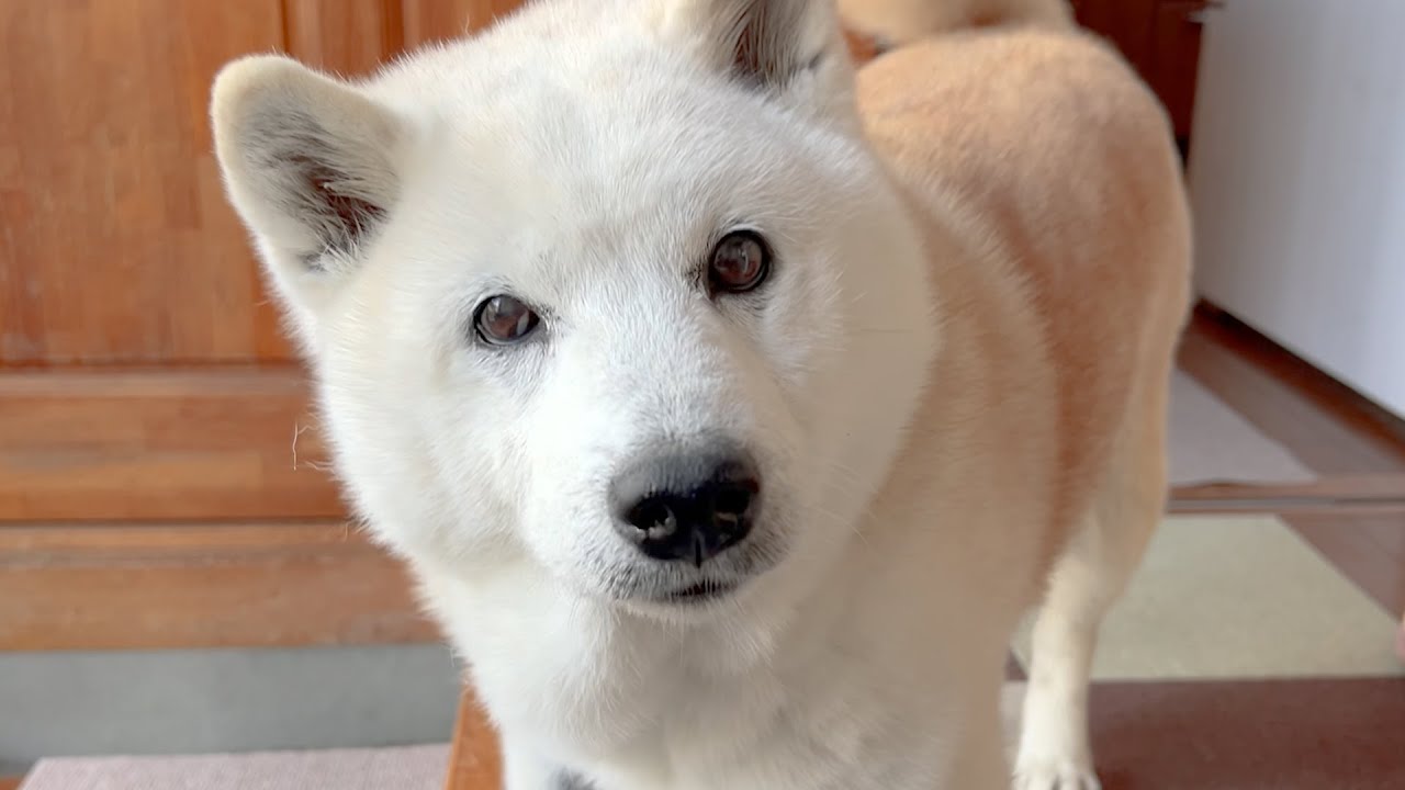 ここ最近で一番の絶好調を見せてくれる柴犬、極上の甘え声と可愛さで