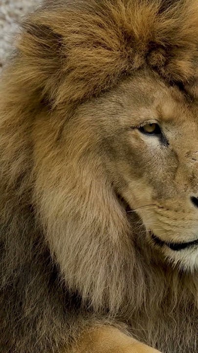 What Is Zoological Name Of Lion youtubeshorts youtubevideos what-is-zoological-name-of-lion-youtubeshorts-youtubevideos