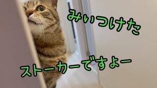 猫からのストーカー被害に遭っています。 by 猫のきんた・ココ・楽・。【きんこら。】 9,574 views 10 months ago 1 minute, 45 seconds