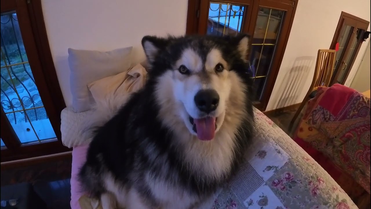 Dalla toelettatura al gioco: la vita con Thor e Kira .