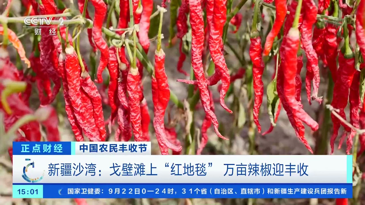 正点财经 中国农民丰收节新疆沙湾 戈壁滩上 红地毯 万亩辣椒迎丰收 Cctv财经 Youtube