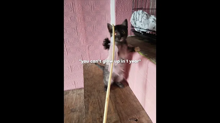 Watch the video about 2nd fur baby - Stormi ❤️ #shortsfeed #cat #shortsvid #kitten #foryou #foryoupage #fy #fypage #shorts