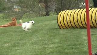 Ellen Degeneres Halo Spot Dog Agility  Chihuahua Super Star