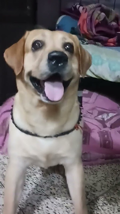 #shortvideo #labradorretriever #subscriber #123