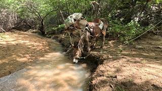 SUBINDO A SERRA DO ABREU: JUMENTOS, RIACHOS E A CAATINGA VERDEJANTE